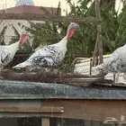ديك رومي لون ملكي