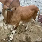 حسيل او مشروع فحل