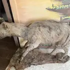 ضبع حقيقي محنط للحدائق والفلل  حيوانات