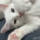 قطط للتبني