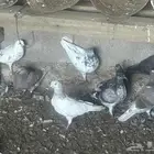 حمام