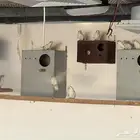 عشة طيور روز البينو عيون حمرا