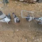 4اجواز فرنسي سلفر كلهم فرايد ذكور الي له نظر فيهم