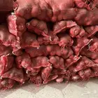 بصل احمر بلدي