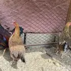 سلام اعرض لكم أربع طقوم دجاج عربي