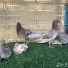 حمام صنعاوي اصايل