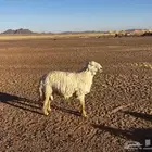 تم البيع
