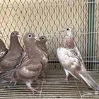 زاجل شوكليت