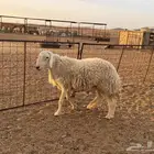 خروف