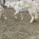 غنم دفيع ومقاريب صنف فواخر