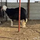 رخل دافع جرمها فروع