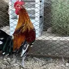 سلام عليكم ورحمة الله وبركاته ديك مكنتوش اصيل