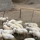 طليان ورخال للبيع