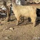 تيس فحل
