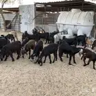 تيوس وجفار