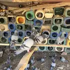 حمام سلفر وزاجل.