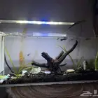 حوض سمك- تم البيع