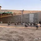 وز عراقي منتج