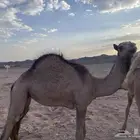 حواره لبانيه