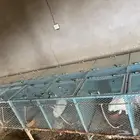 بطاريات ارانب وارانب منتجة للبيع