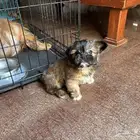 جرو شيتزو (Shih tzu) عمر 3 شهور