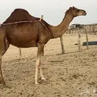 خلفه ساحليه حمرا
