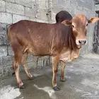 حسيل بلدي بعمر سنه و7 أشهر