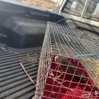 للبيع صقر الباشق