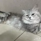 قطط للتبني