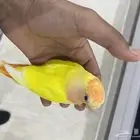 روز أليف