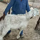 بهم وفحل صنف