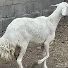 شاتين صنف