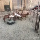 طليان مهجنة ساكني على رفيديه