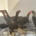 دجاج وديوك شامو مستويات (تفريد   طقوم   جمله)