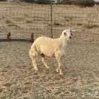 مشروع فحل حري