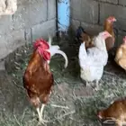 دجاج تركي