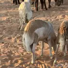 رفيد جذعان مرابي طب وتخير