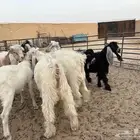 تيوس جروم طيبه وشحم عدد 11 سومها 920