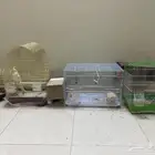 ببغاء كروان و روز و بادجي للبيع