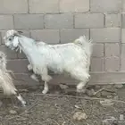 تيس للبيع على السوم