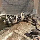 وز عراقي اصل