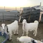 تيوس ثلاجه شحم و وزن
