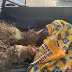 واشنطونيا للبيع