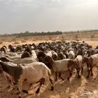 غنم
