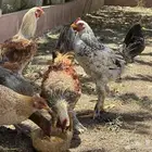 ثلاثة أزواج مهجن مع براهما فاخر من الآخر