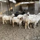 شياه سواكنيه