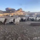 خرفان نعيمي جميع الاحجام متوفره