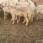 رخال دفيع