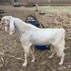 فحل مشروك ابيض اجم