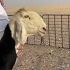 نجديات صنف